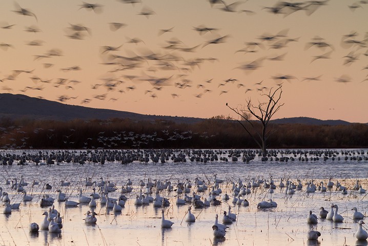 Schneegans Anser caerulescens Snow Goose, Kanadakranich Grus canadensis Sandhill Crane, Landschaft, Sonnenaufgang